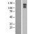Western Blot: KIAA0649 Lysate [NBL1-12252] - Western Blot experiments. 
Left-Control; Right -Over-expression Lysate for KIAA0649